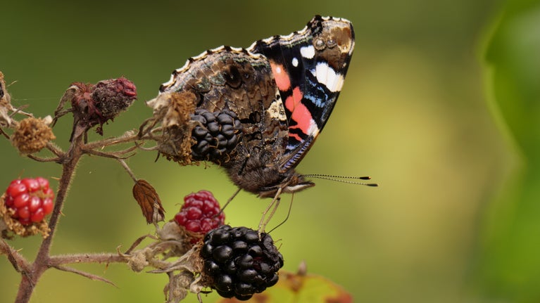 Red admiral butterfly feeding on a blackberry at Parke